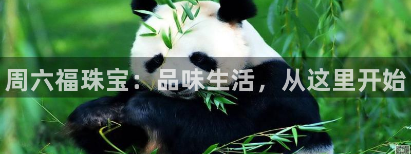 新宝5五：周六福珠宝：品味生活，从这里开始