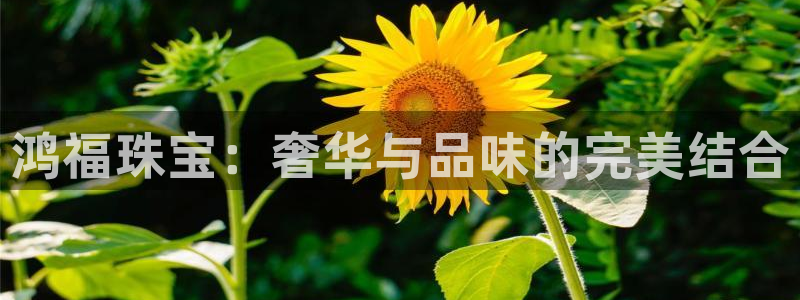 新宝5 唯一：鸿福珠宝：奢华与品味的完美结合